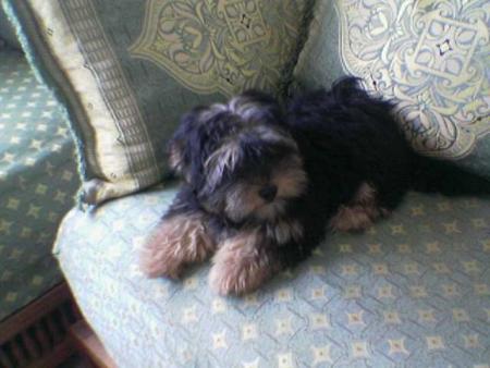 oscar mon petit chien